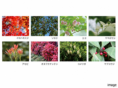 植栽イメージ｜ザ・パークハウス上原