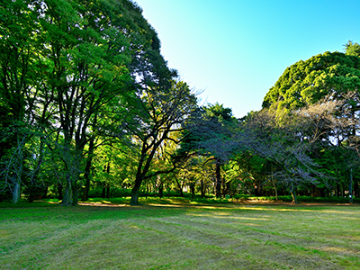 駒場野公園｜ザ・パークハウス上原